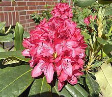 220px A 016 Rhododendron2b